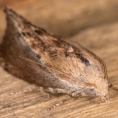 Galleria mellonella at Melba, ACT - 16 Feb 2022