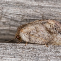 Drepanacra binocula (Notched brown lacewing) at Melba, ACT - 15 Feb 2022 by kasiaaus