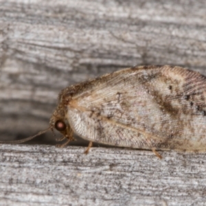 Drepanacra binocula at Melba, ACT - 16 Feb 2022 12:05 AM