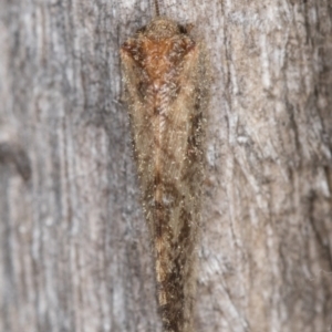 Drepanacra binocula at Melba, ACT - 16 Feb 2022 12:05 AM