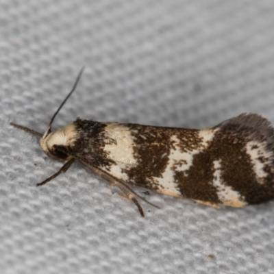 Isomoralla eriscota (A concealer moth) at Melba, ACT - 15 Feb 2022 by kasiaaus