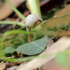 Corybas aconitiflorus (Spurred Helmet Orchid) at Fitzroy Falls, NSW - 4 Apr 2022 by Snowflake
