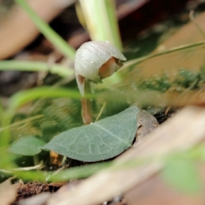 Corybas aconitiflorus (Spurred Helmet Orchid) at suppressed by Snowflake