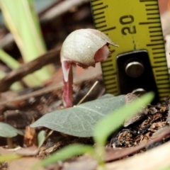 Corybas aconitiflorus at Fitzroy Falls, NSW - suppressed