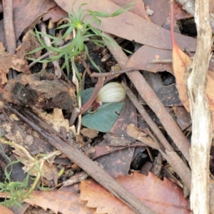 Corybas aconitiflorus at Fitzroy Falls, NSW - 4 Apr 2022