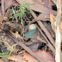 Corybas aconitiflorus at Fitzroy Falls, NSW - 4 Apr 2022