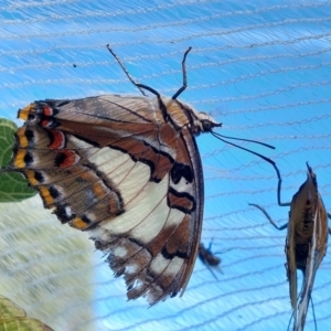 Charaxes sempronius at Wirlinga, NSW - 7 Mar 2022