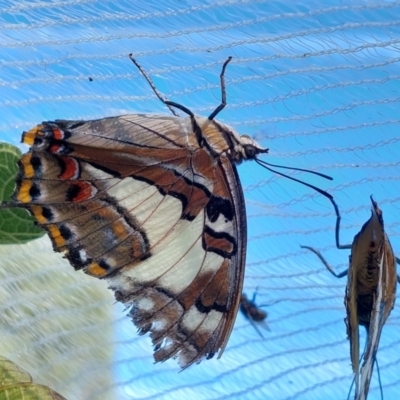 Charaxes sempronius (Tailed Emperor) at Albury - 7 Mar 2022 by RobCook