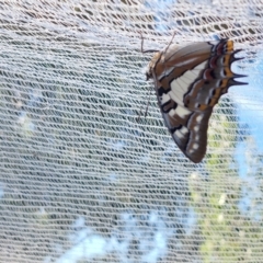 Charaxes sempronius at Wirlinga, NSW - 7 Mar 2022 05:41 PM