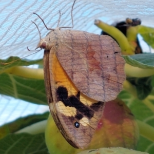 Heteronympha merope at Wirlinga, NSW - 7 Mar 2022