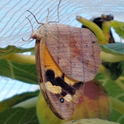 Heteronympha merope (Common Brown Butterfly) at Albury - 7 Mar 2022 by RobCook