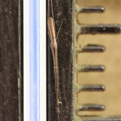 Tetragnatha sp. (genus) (Long-jawed spider) at Bundanoon - 4 Apr 2022 by Boobook38