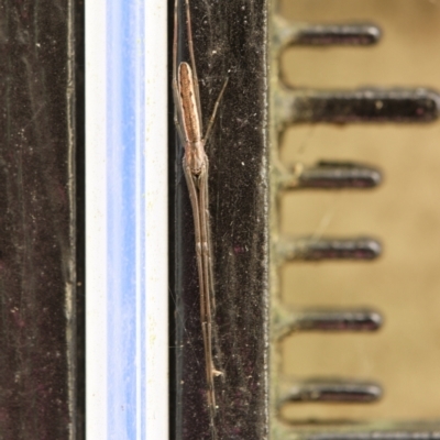 Tetragnatha sp. (genus) (Long-jawed spider) at Wingecarribee Local Government Area - 4 Apr 2022 by Boobook38