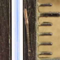 Tetragnatha sp. (genus) (Long-jawed spider) at Bundanoon, NSW - 4 Apr 2022 by Boobook38
