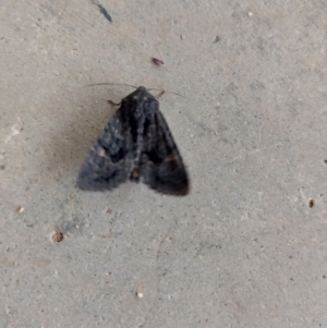 Neumichtis nigerrima at Wirlinga, NSW - 4 Apr 2022 03:55 PM