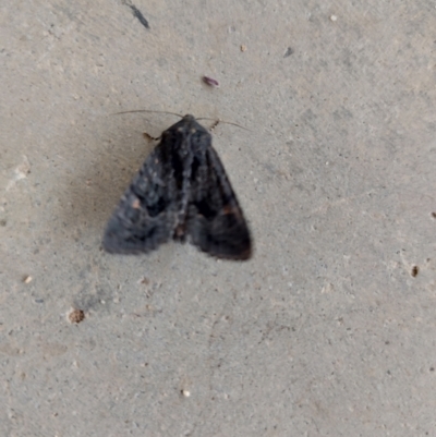 Unidentified Moth (Lepidoptera) at Wirlinga, NSW - 4 Apr 2022 by RobCook