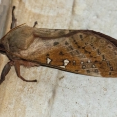 Oxycanus dirempta at Googong, NSW - 1 Apr 2022 09:33 PM