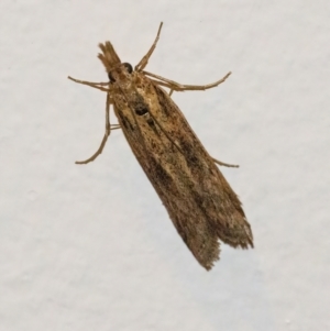 Scoparia (genus) at Googong, NSW - 30 Mar 2022 08:09 PM