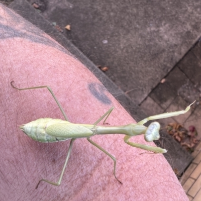 Pseudomantis albofimbriata (False garden mantis) at Queanbeyan, NSW - 4 Apr 2022 by FeralGhostbat