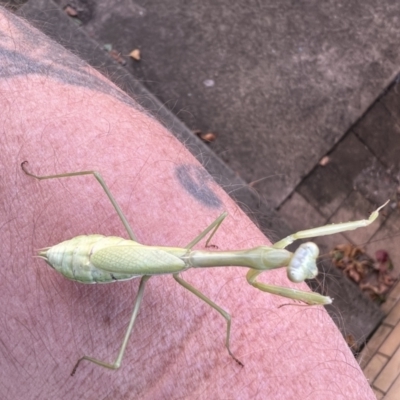 Pseudomantis albofimbriata (False garden mantis) at Queanbeyan, NSW - 4 Apr 2022 by Bugologist