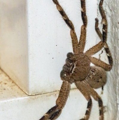 Neosparassus sp. (genus) (Unidentified Badge huntsman) at QPRC LGA - 1 Apr 2022 by WHall