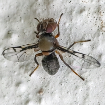 Pogonortalis doclea (Boatman fly) at Googong, NSW - 4 Apr 2022 by WHall