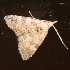 Alapadna pauropis (Variable Spot-wing) at Tathra, NSW - 18 Mar 2022 by KerryVance