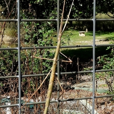 Acrophylla titan (Titan Stick Insect) at Crooked Corner, NSW - 4 Apr 2022 by Milly