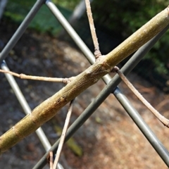 Acrophylla titan at Crooked Corner, NSW - suppressed