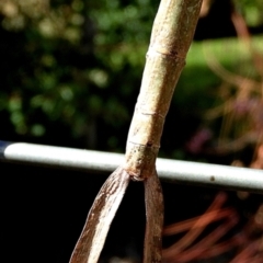 Acrophylla titan at Crooked Corner, NSW - 4 Apr 2022