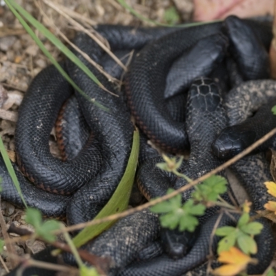 Pseudechis porphyriacus (Red-bellied Black Snake) at Paddys River, ACT - 4 Apr 2022 by patrickcox