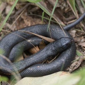 Pseudechis porphyriacus at Paddys River, ACT - 4 Apr 2022