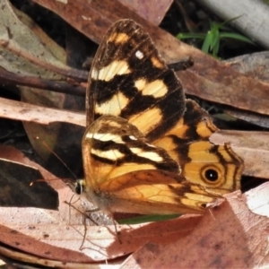 Heteronympha banksii at Paddys River, ACT - suppressed