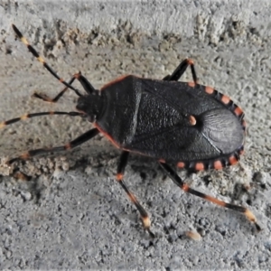 Notius depressus at Paddys River, ACT - 3 Apr 2022