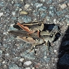 Phaulacridium vittatum (Wingless Grasshopper) at Tidbinbilla Nature Reserve - 3 Apr 2022 by JohnBundock