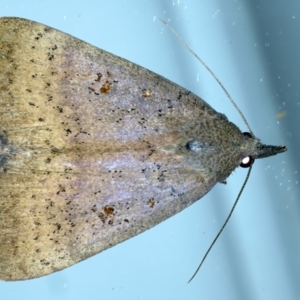 Rhapsa suscitatalis at Ainslie, ACT - 2 Apr 2022