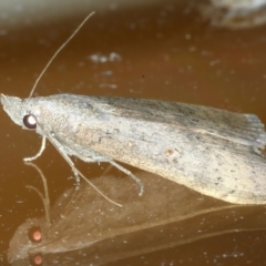 Rhapsa suscitatalis at Ainslie, ACT - 2 Apr 2022