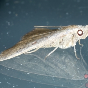 Rhapsa suscitatalis at Ainslie, ACT - 2 Apr 2022