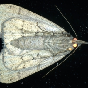 Rhapsa suscitatalis at Ainslie, ACT - 2 Apr 2022