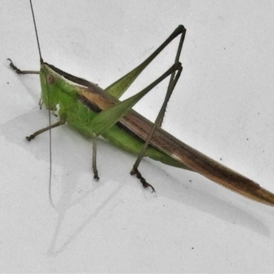 Conocephalus semivittatus (Meadow katydid) at Paddys River, ACT - 3 Apr 2022 by JohnBundock