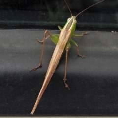 Conocephalus semivittatus at Paddys River, ACT - 3 Apr 2022