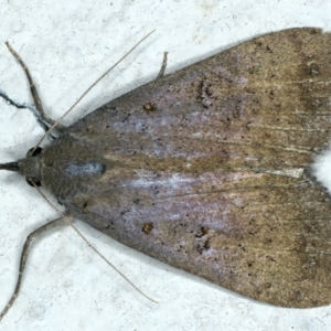 Rhapsa suscitatalis at Ainslie, ACT - 1 Apr 2022