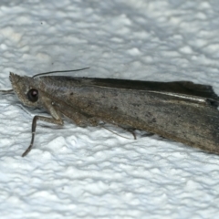 Rhapsa suscitatalis at Ainslie, ACT - 1 Apr 2022