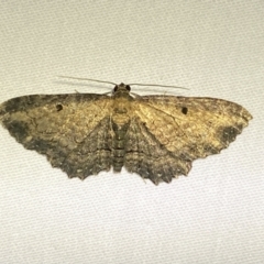 Eccymatoge fulvida (A geometer moth) at Jerrabomberra, NSW - 4 Apr 2022 by SteveBorkowskis