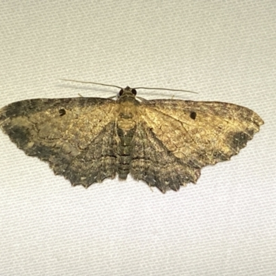 Eccymatoge fulvida (A geometer moth) at Jerrabomberra, NSW - 4 Apr 2022 by Steve_Bok