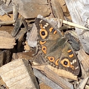 Junonia villida at Burra, NSW - 4 Apr 2022