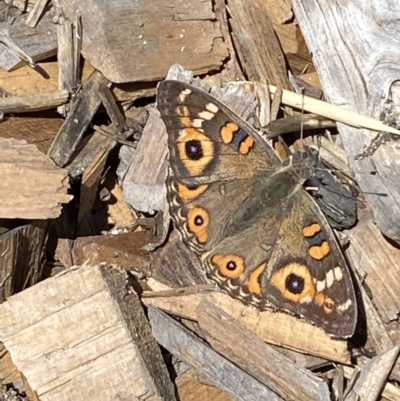 Junonia villida (Meadow Argus) at Burra, NSW - 4 Apr 2022 by Steve_Bok