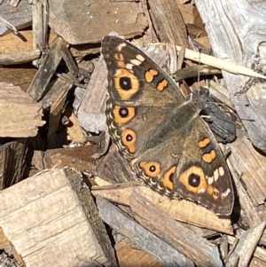 Junonia villida at Burra, NSW - 4 Apr 2022