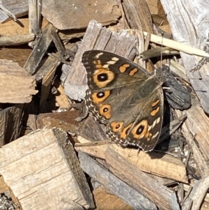 Junonia villida at Burra, NSW - 4 Apr 2022