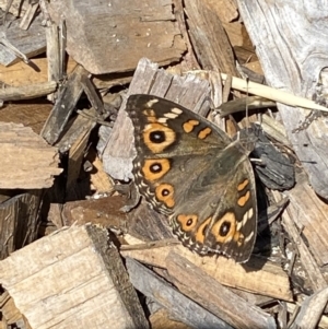 Junonia villida at Burra, NSW - 4 Apr 2022